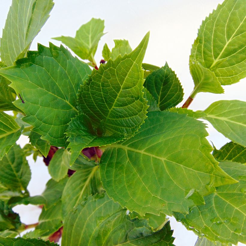 Hydrangea macrophylla Zorro (Foliage)