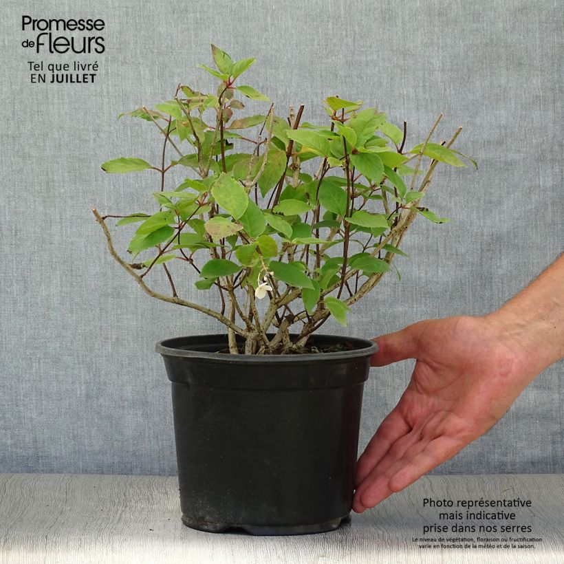 Hydrangea paniculata Bombshell 2L/3L pot sample as delivered in summer