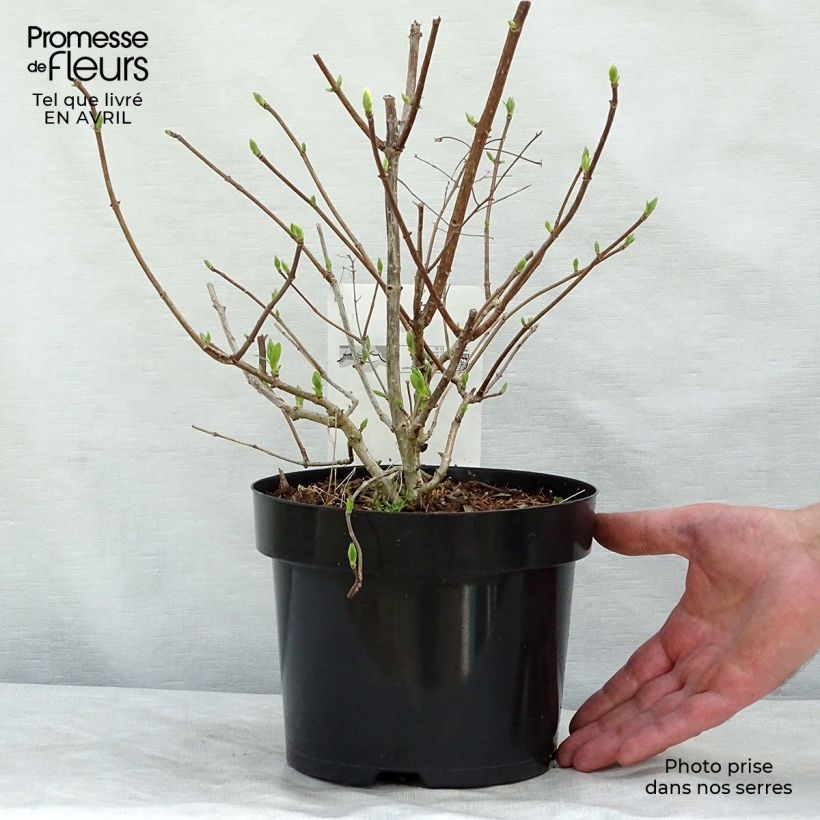Hydrangea paniculata Diamantino sample as delivered in spring