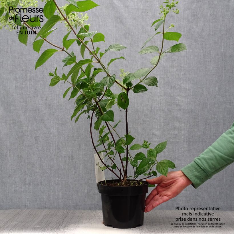 Hydrangea paniculata Diamantino 3L/4L pot sample as delivered in summer