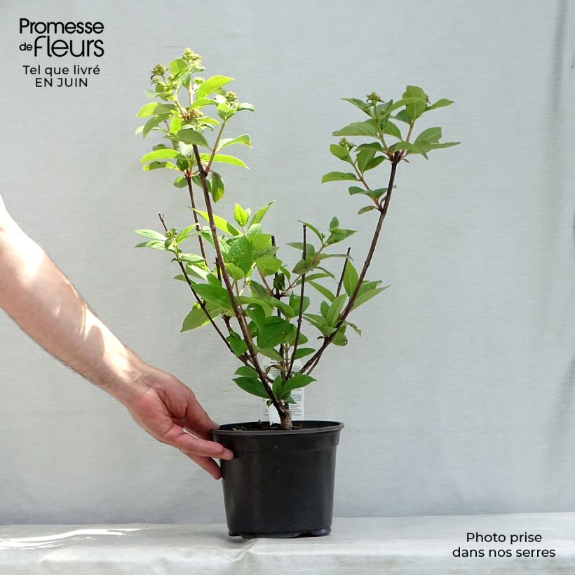 Hydrangea paniculata Early Sensation 3L/4L pot sample as delivered in summer