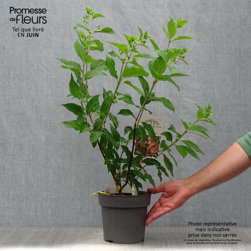 Hydrangea paniculata Graffiti 4L/5L pot sample as delivered in summer