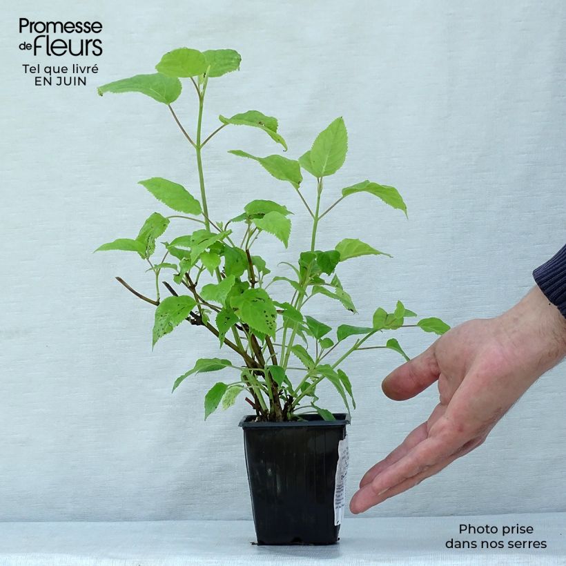 Hydrangea paniculata Grandiflora 8/9 cm pot sample as delivered in summer