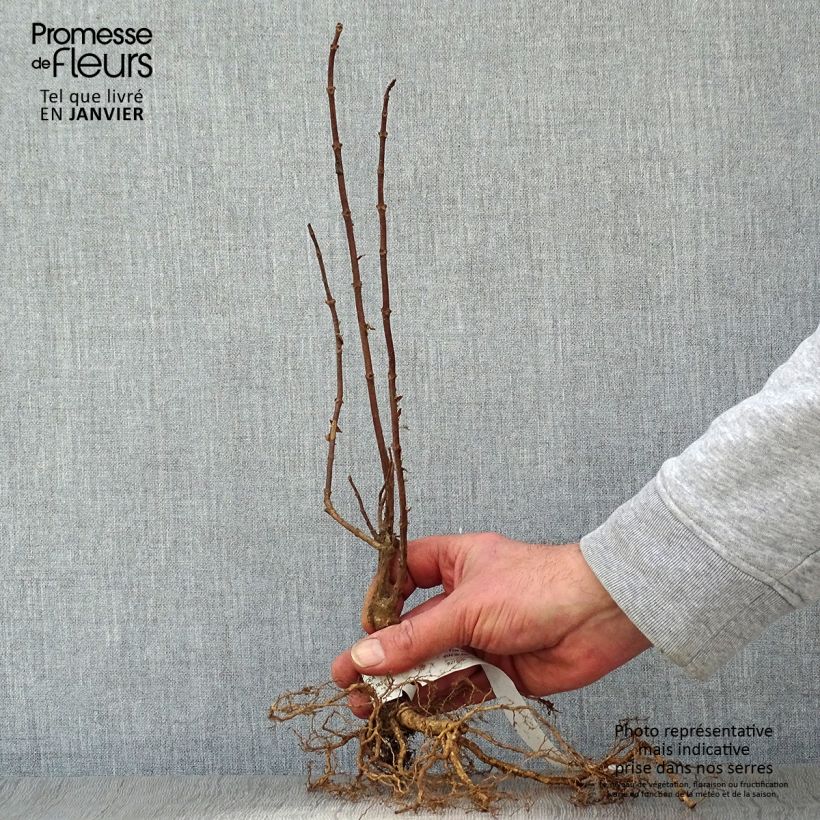Hydrangea paniculata Grandiflora Bare root sample as delivered in winter