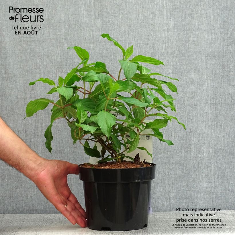 Hydrangea paniculata Great Star Le Vasterival 3L/4L pot sample as delivered in summer
