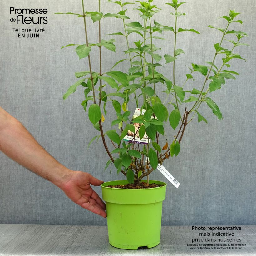 Hydrangea paniculata Hercules 6L/7L pot sample as delivered in summer