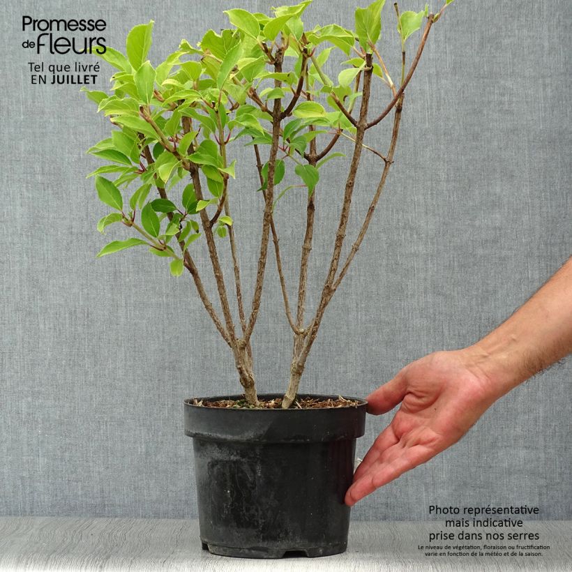 Hydrangea paniculata Kyushu 3L/4L pot sample as delivered in summer