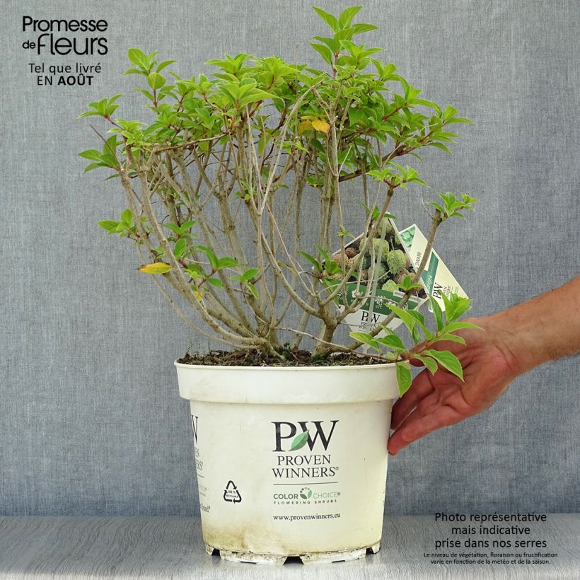 Hydrangea paniculata Little Lime 7.5L/10L pot sample as delivered in summer