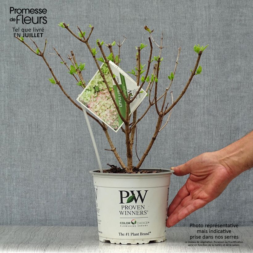 Hydrangea paniculata Little Lime 3L/4L pot sample as delivered in summer