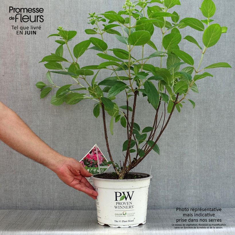 Hydrangea paniculata Little Quick Fire 3L/4L pot sample as delivered in summer
