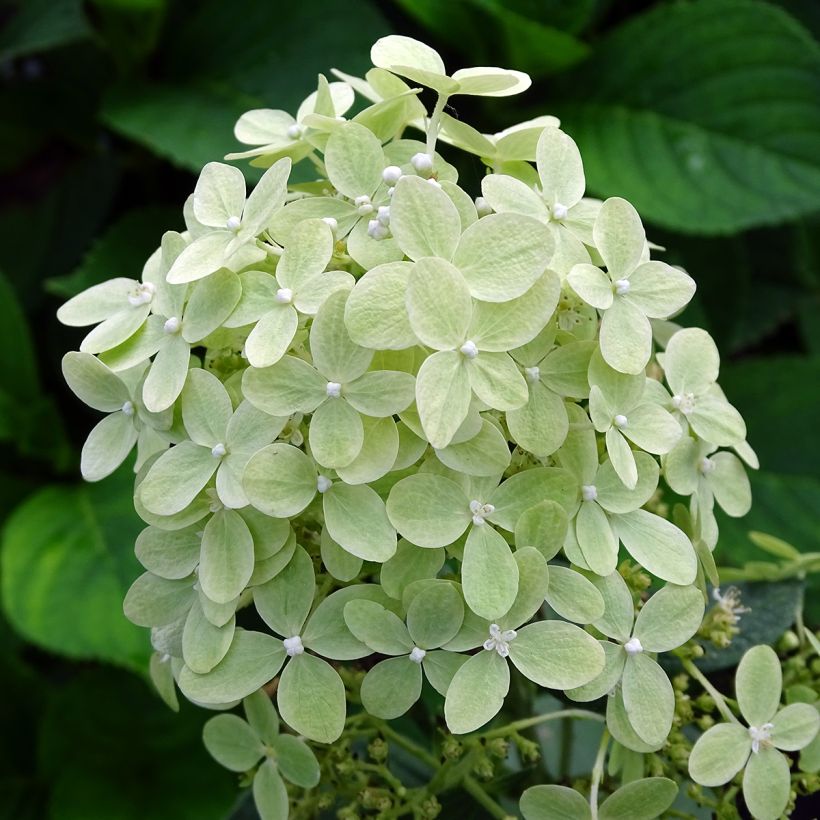 Hydrangea paniculata Pastelgreen (Flowering)