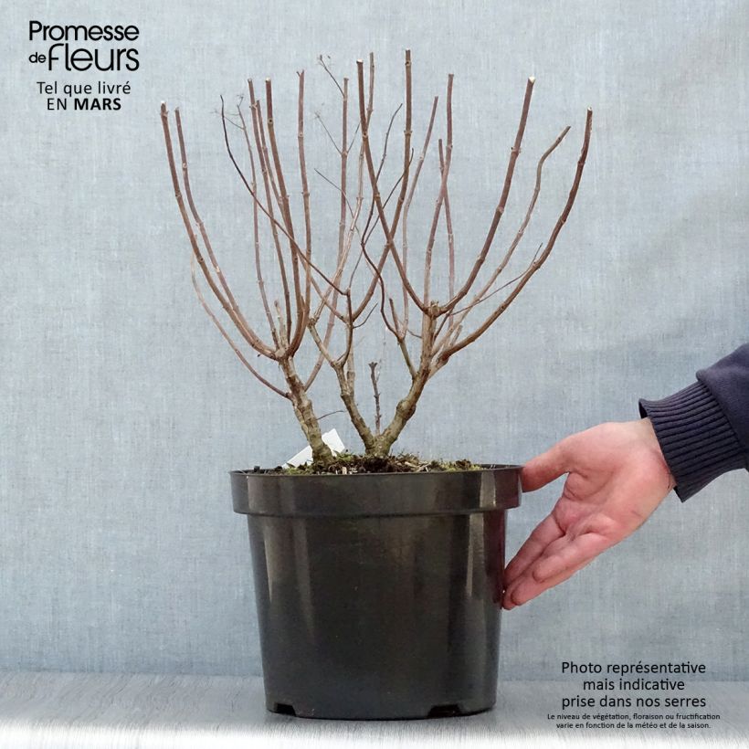 Hydrangea paniculata Pastelgreen 7.5L/10L pot sample as delivered in spring