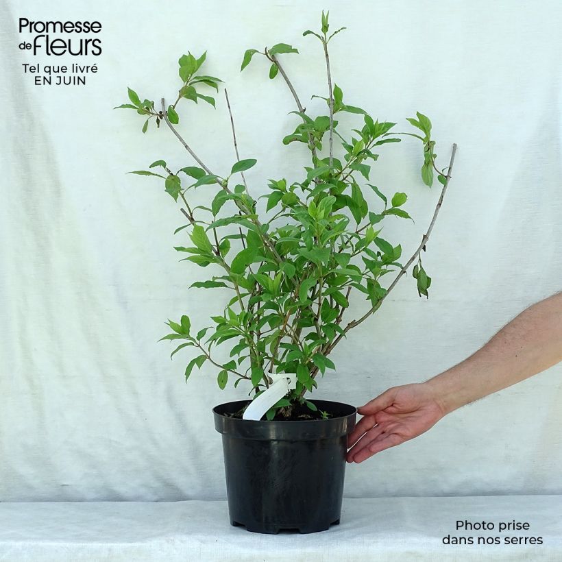 Hydrangea paniculata Phantom - Panicle Hydrangea 7.5L/10L pot sample as delivered in summer