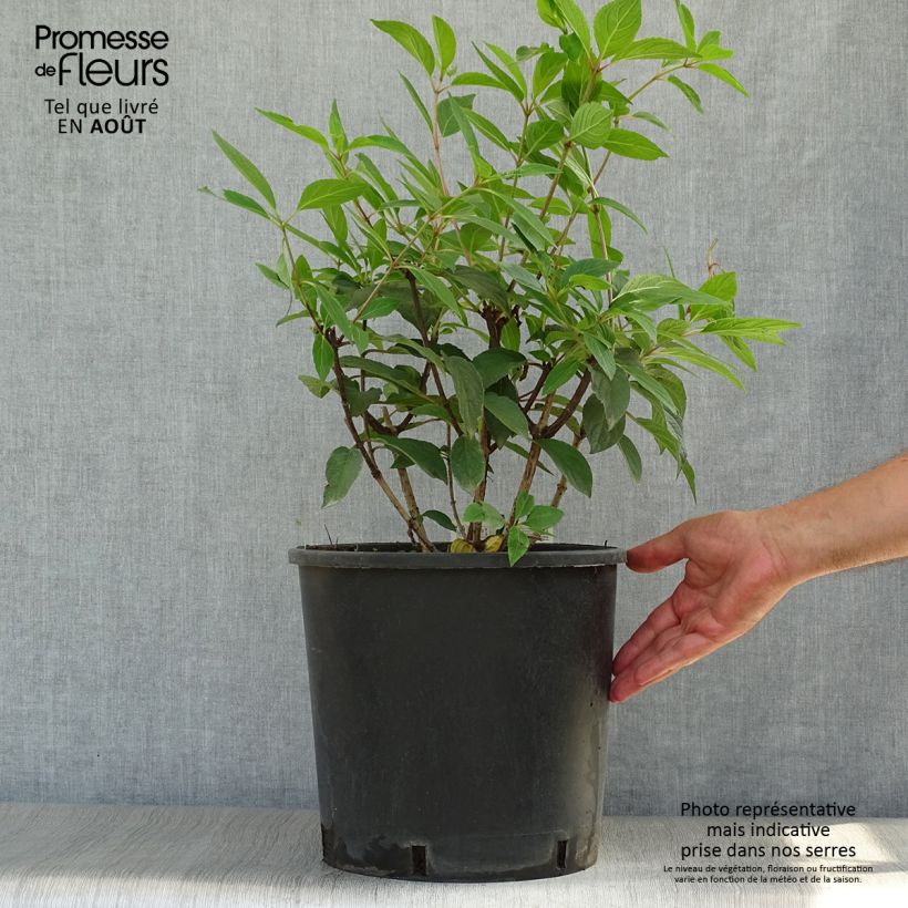 Hydrangea paniculata Pinky Winky 7.5L/10L pot sample as delivered in summer