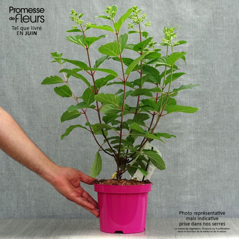 Hydrangea paniculata Pinky Winky 3L/4L pot sample as delivered in summer