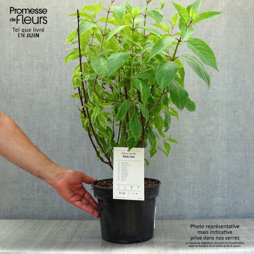 Hydrangea paniculata Shikoku Flash 4L/5L pot sample as delivered in summer
