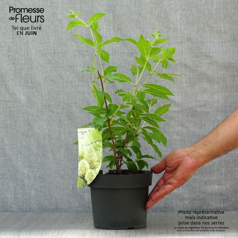 Hydrangea paniculata Skyfall 3L/4L pot sample as delivered in summer