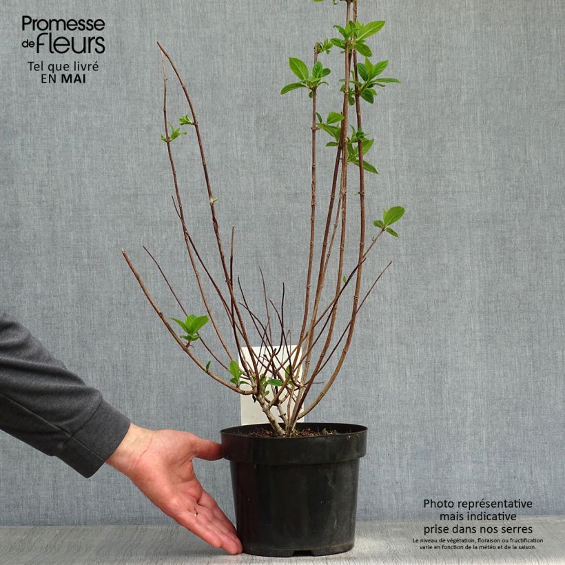 Hydrangea paniculata Sundae Fraise sample as delivered in spring