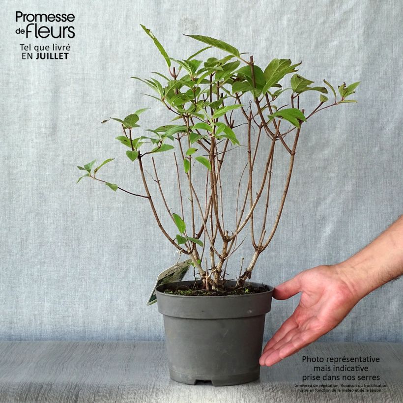 Hydrangea paniculata Unique 2L/3L pot sample as delivered in summer