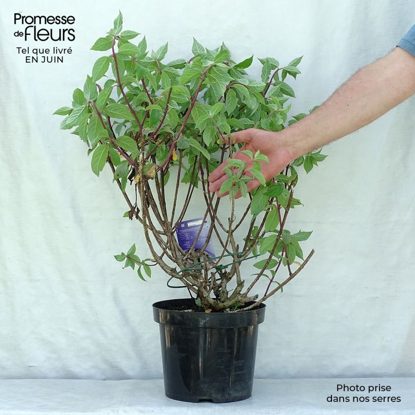 Hydrangea paniculata Vanille Fraise 7.5L/10L pot sample as delivered in summer