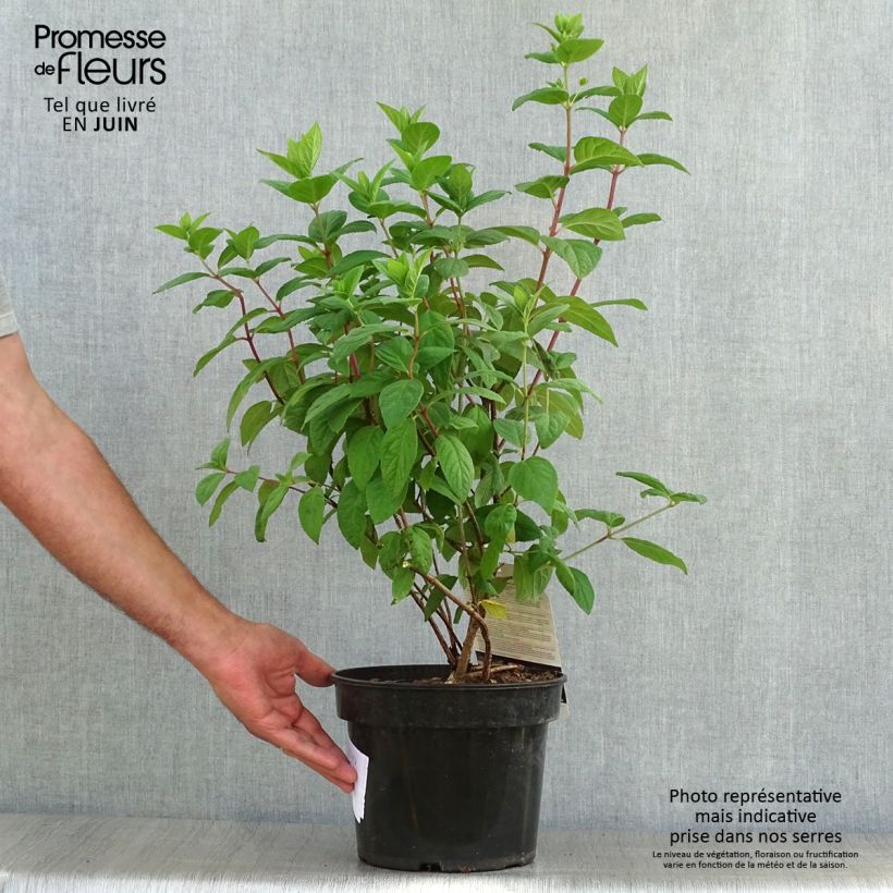 Hydrangea paniculata White Diamond 3L/4L pot sample as delivered in summer