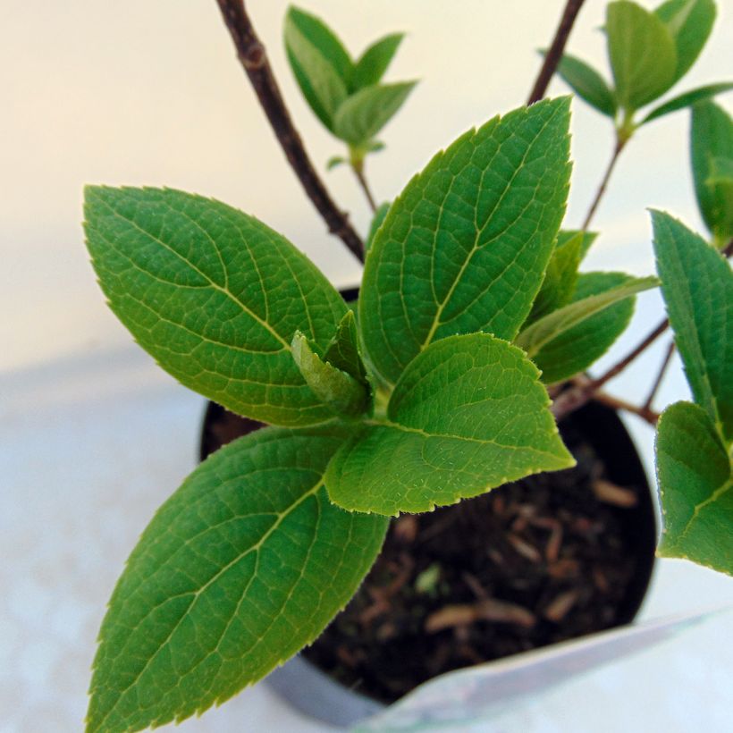 Hydrangea paniculata Wims Red (Foliage)