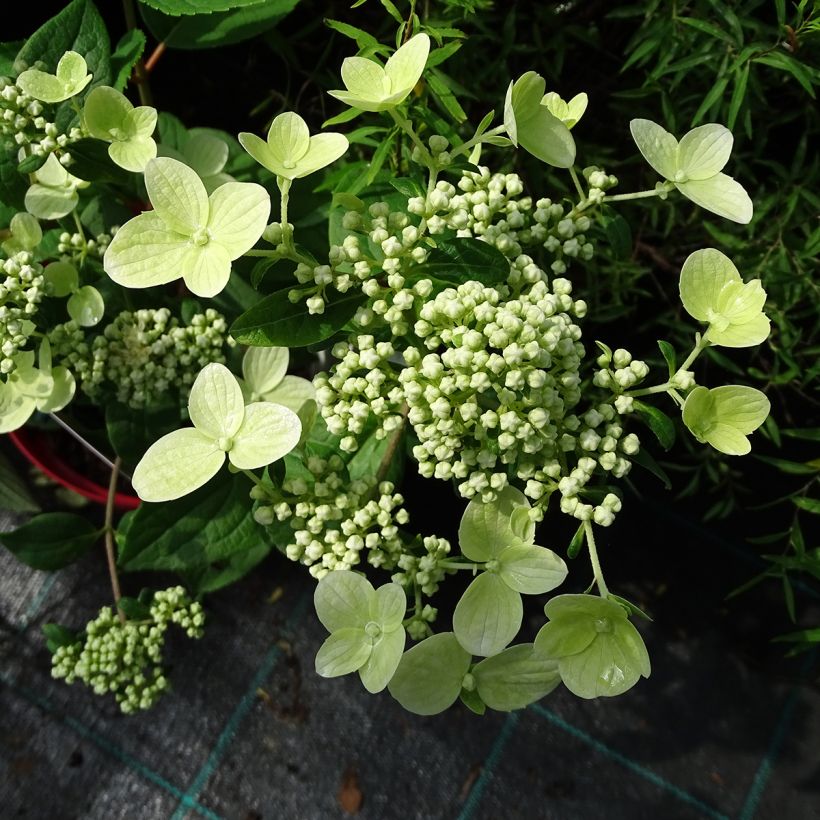 Hydrangea paniculata Wims Red (Flowering)