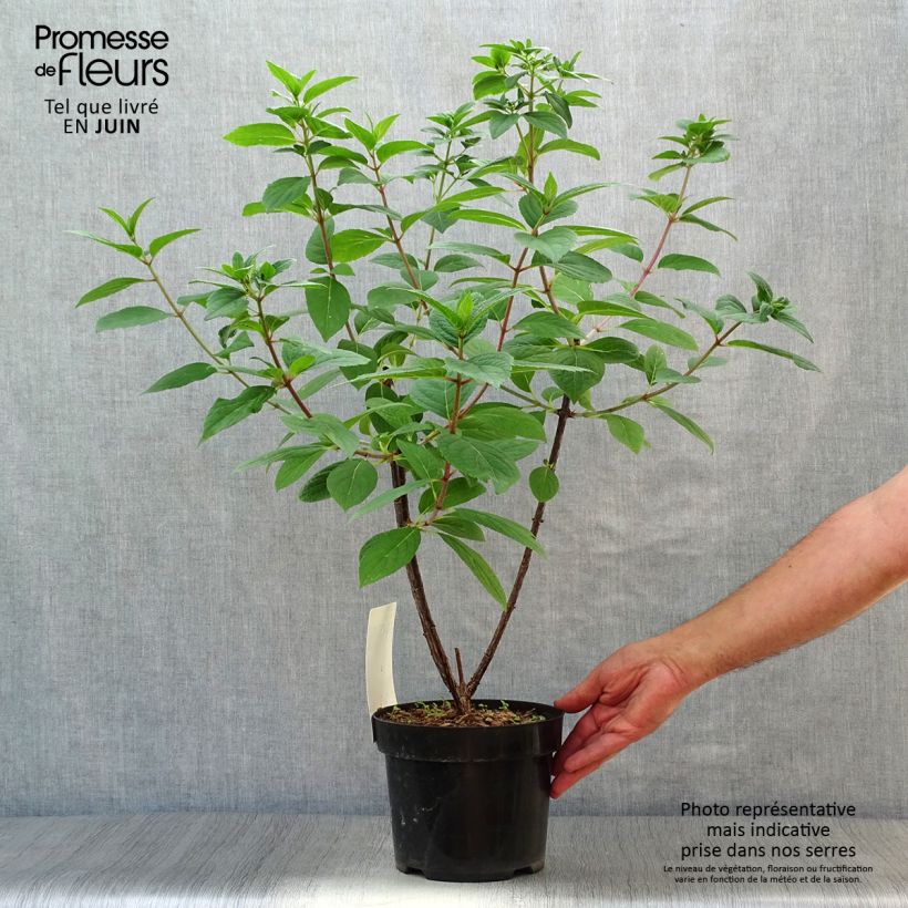 Hydrangea paniculata Wims Red 3L/4L pot sample as delivered in summer