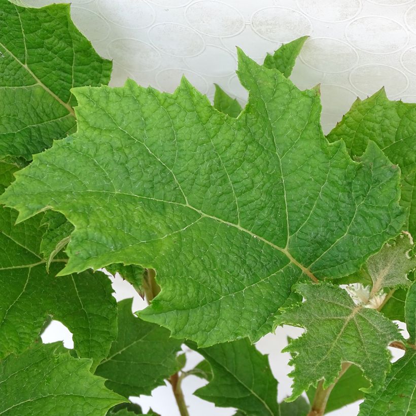 Hydrangea quercifolia Applause (Foliage)