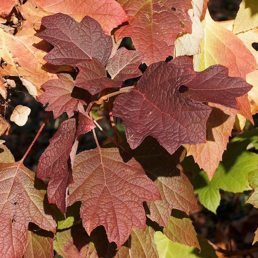 Hydrangea quercifolia GATSBY MOON (Foliage)