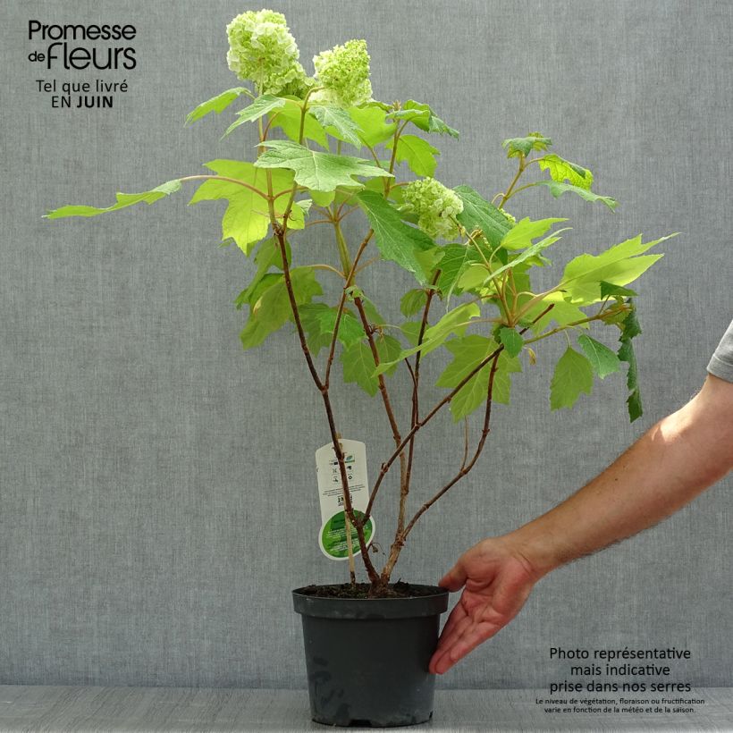 Hydrangea quercifolia Harmony 2L/3L pot sample as delivered in summer