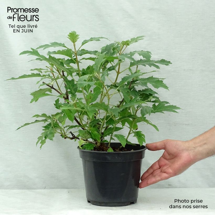 Hydrangea quercifolia Ice Crystal 4L/5L pot sample as delivered in summer