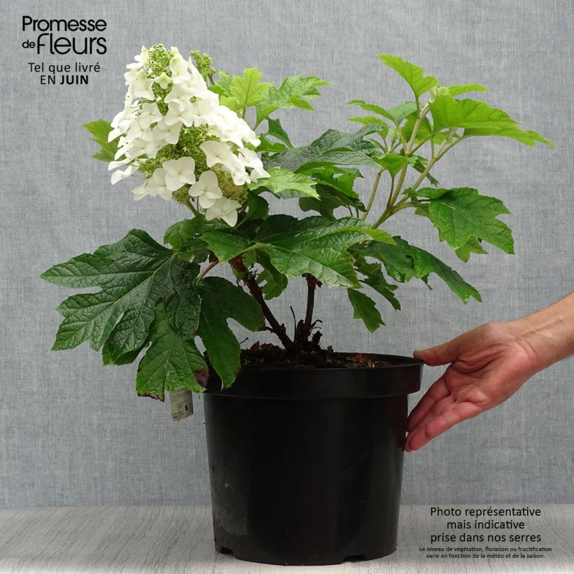 Hydrangea quercifolia Jetstream 7.5L/10L pot sample as delivered in summer