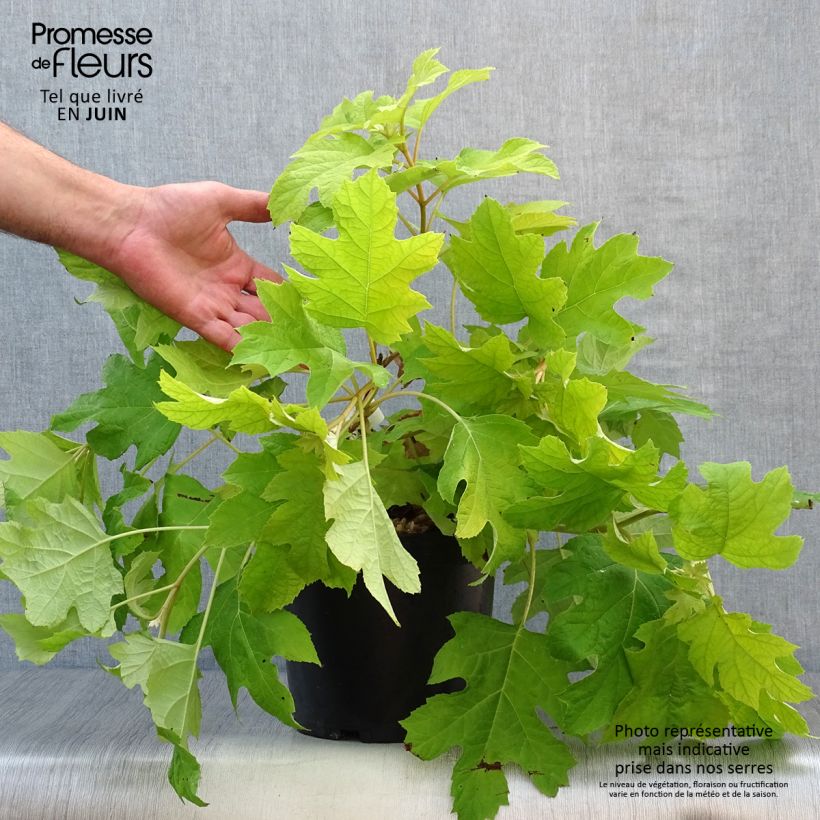 Hydrangea quercifolia Little Honey 4L/5L pot sample as delivered in summer