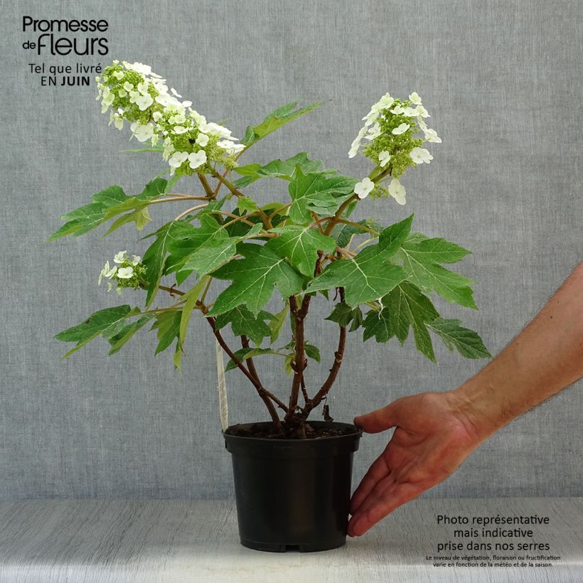 Hydrangea quercifolia Munchkin 2L/3L pot sample as delivered in summer