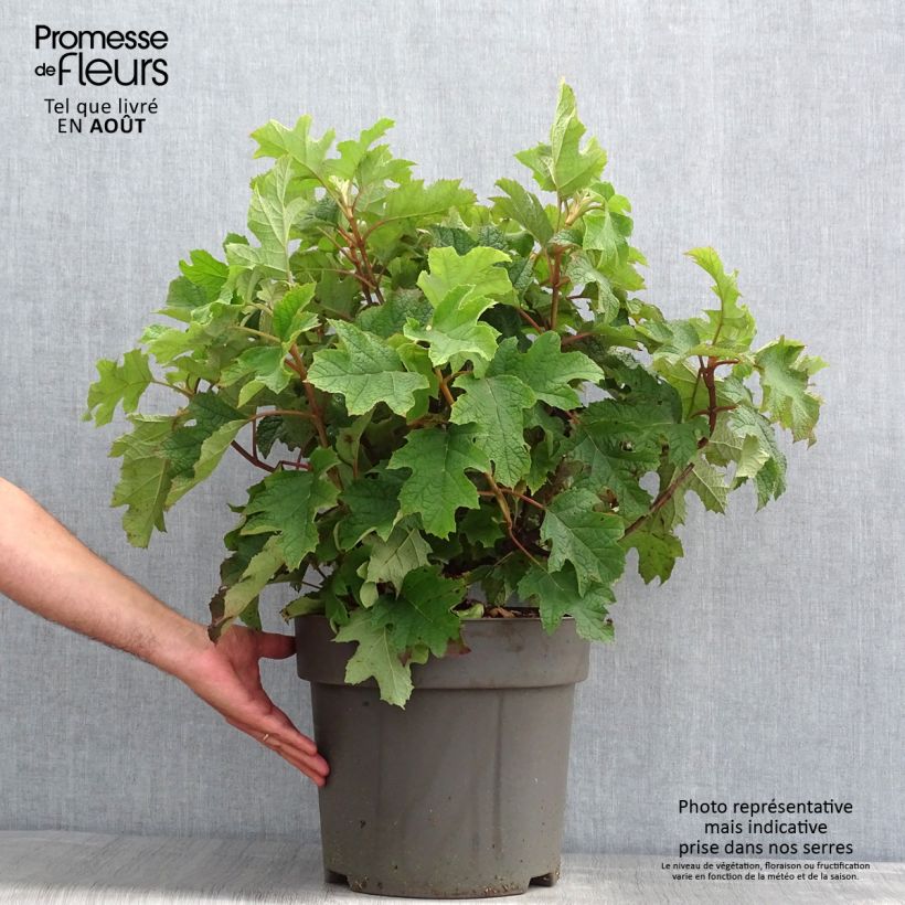Hydrangea quercifolia Ruby Slippers 7.5L/10L pot sample as delivered in summer