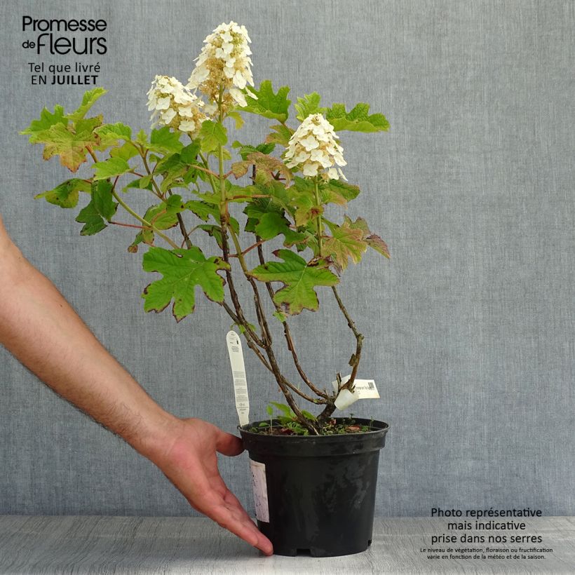 Hydrangea quercifolia Ruby Slippers 3L/4L pot sample as delivered in summer