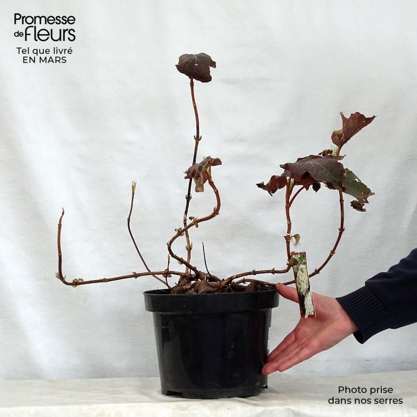 Hydrangea quercifolia Snow Queen 7.5L/10L pot sample as delivered in spring