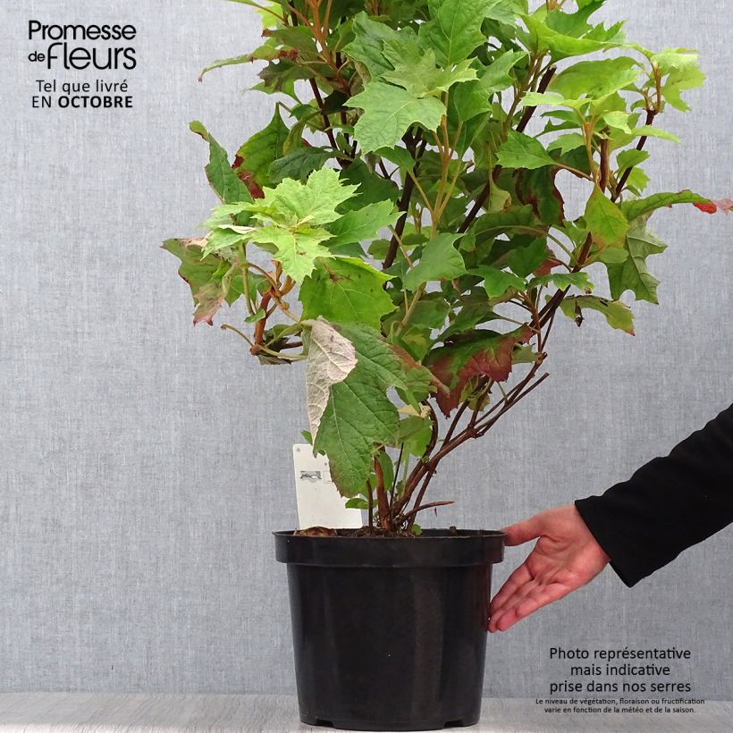 Hydrangea quercifolia Snow Queen 4L/5L pot sample as delivered in autumn