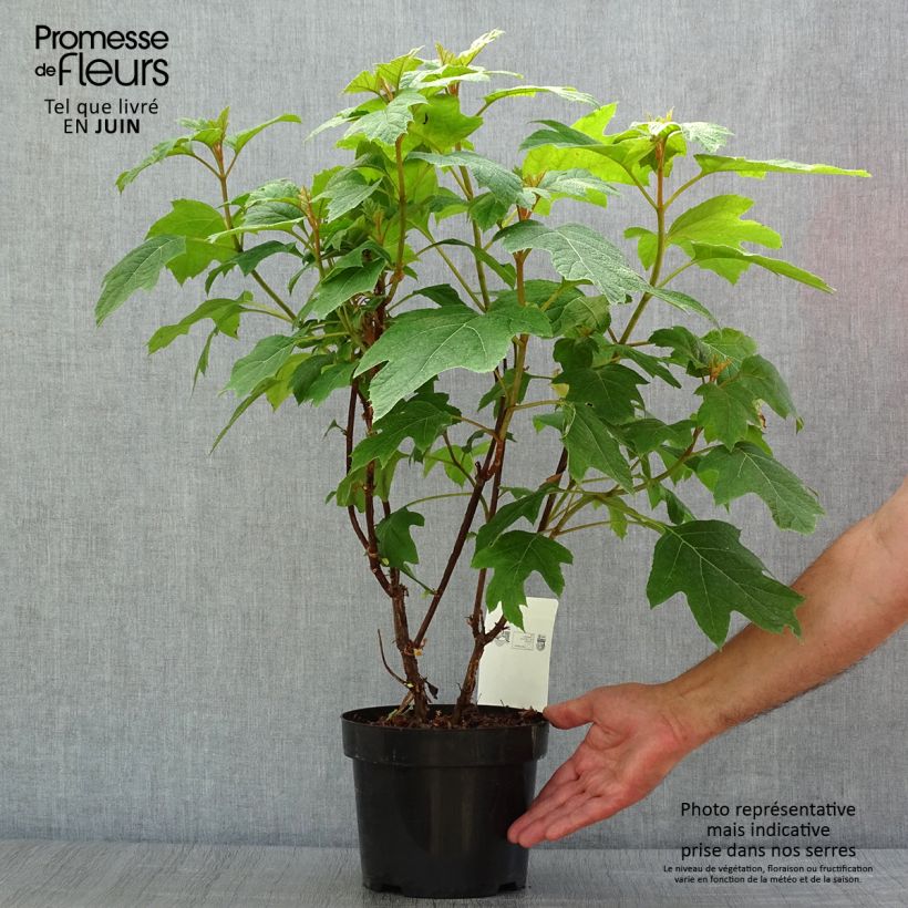 Hydrangea quercifolia Snow Queen 2L/3L pot sample as delivered in summer