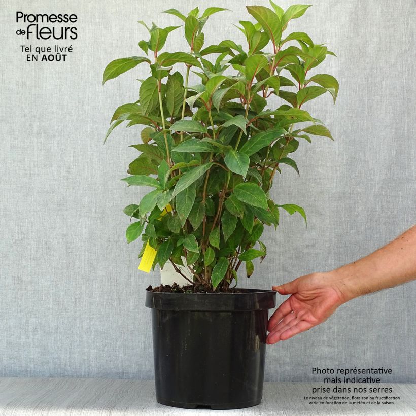 Hydrangea serrata Avelroz - Mountain Hydrangea 7.5L/10L pot sample as delivered in summer