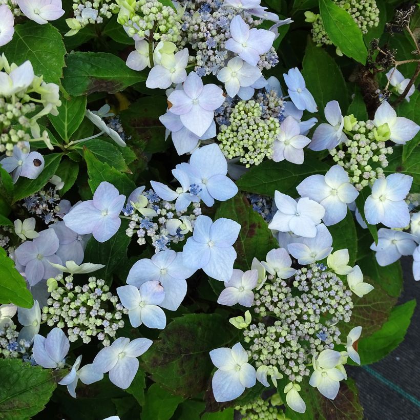 Hydrangea serrata Blue Deckle - Mountain Hydrangea (Flowering)