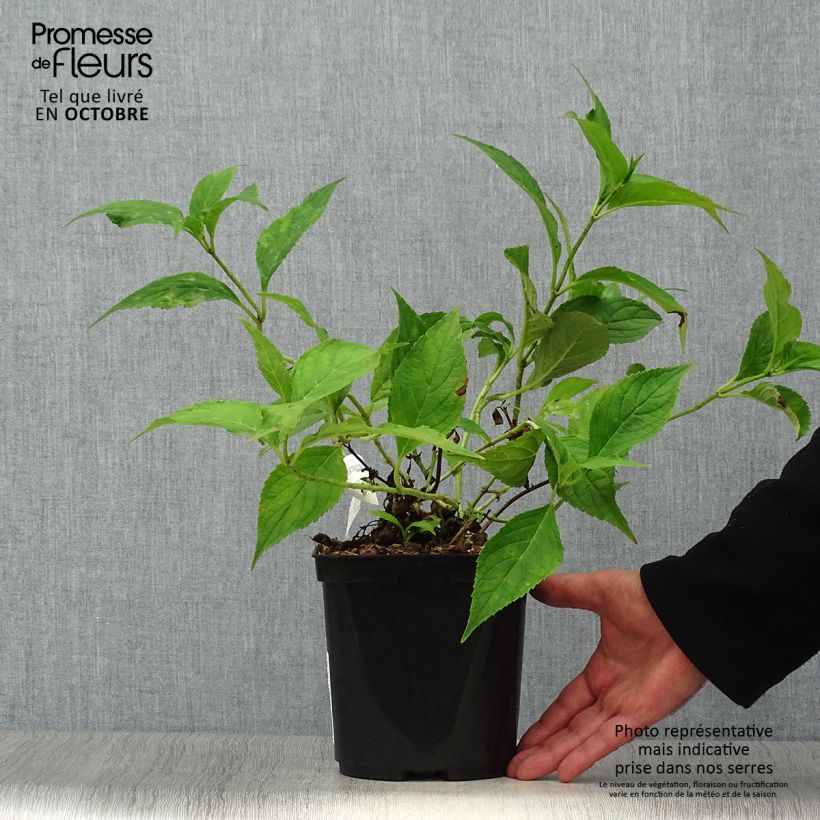 Hydrangea serrata Blue Deckle - Mountain Hydrangea 2L/3L pot sample as delivered in autumn