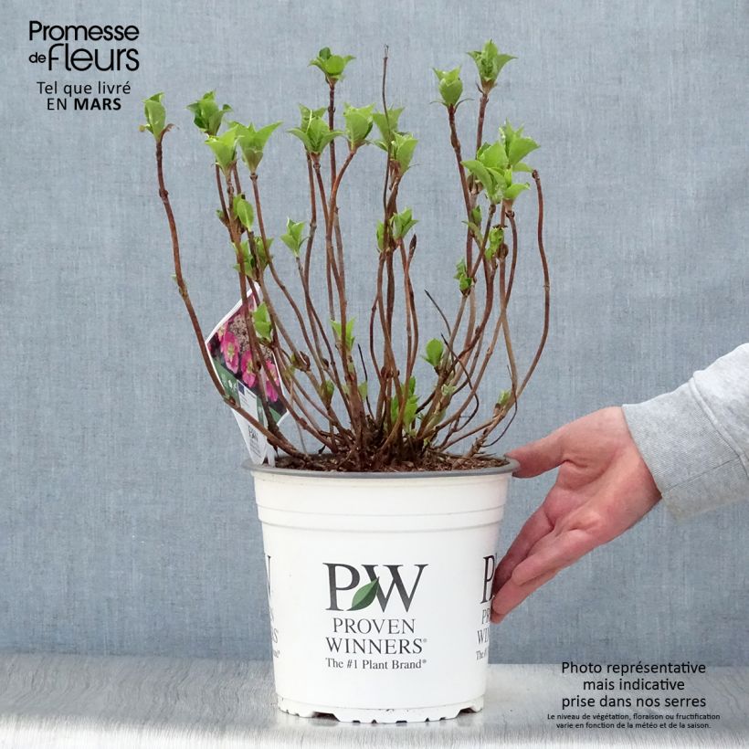 Hydrangea serrata Cotton Candy - Mountain Hydrangea 4L/5L pot sample as delivered in spring