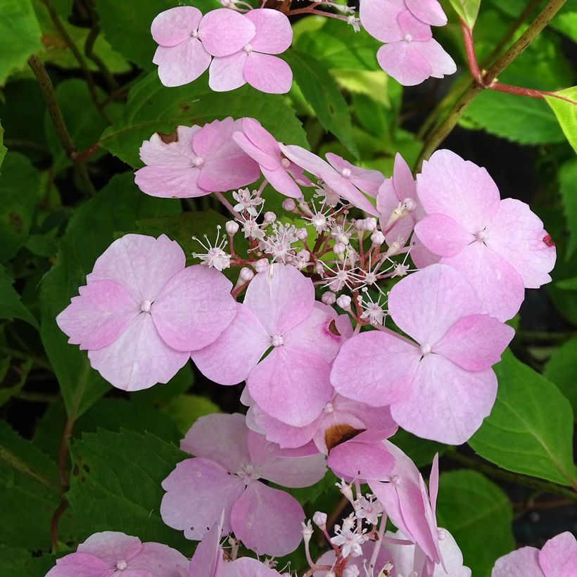 Hydrangea serrata Graciosa - Mountain Hydrangea (Flowering)