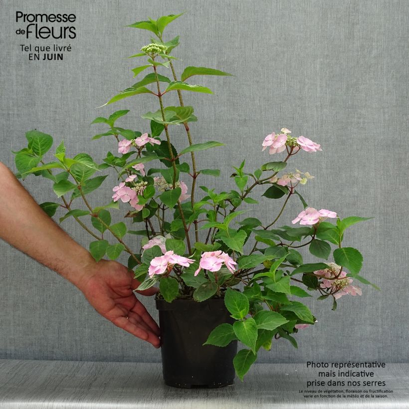 Hydrangea serrata Graciosa - Mountain Hydrangea 2L/3L pot sample as delivered in summer