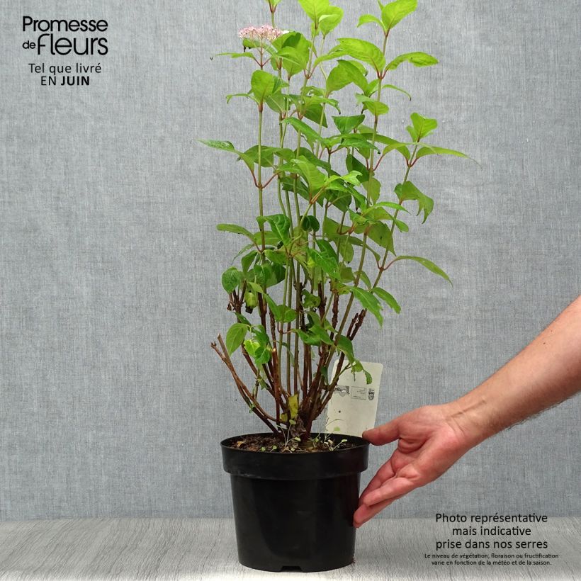 Hydrangea serrata Intermedia - Mountain Hydrangea 2L/3L pot sample as delivered in summer