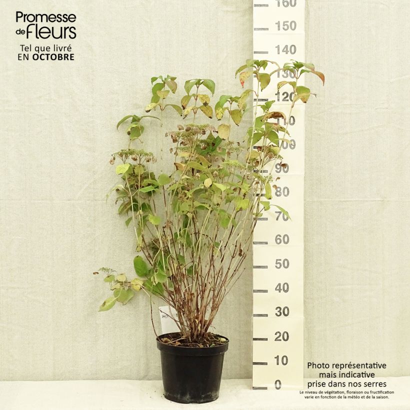 Hydrangea serrata Intermedia - Mountain Hydrangea 7.5L/10L pot sample as delivered in autumn