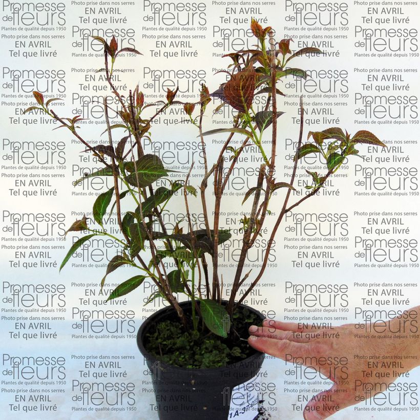 Example of Hydrangea serrata Kiyosumi - Mountain Hydrangea specimen as delivered