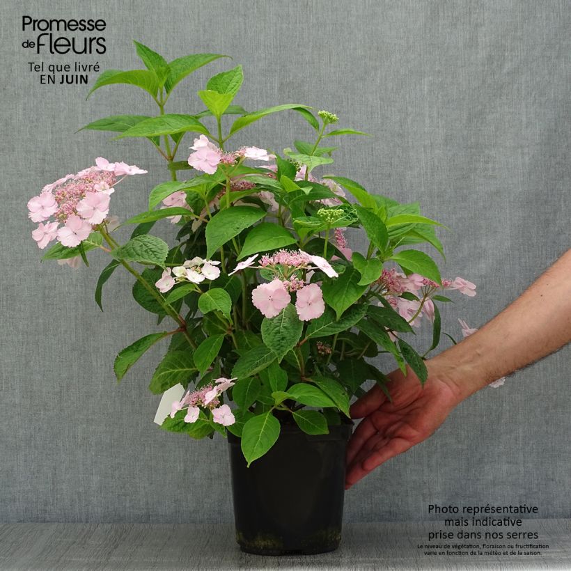 Hydrangea serrata Klaveren - Mountain Hydrangea 2L/3L pot sample as delivered in summer